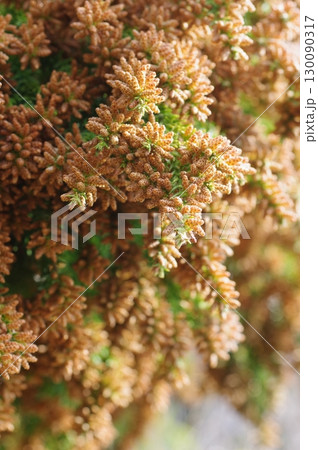 《花粉症イメージ素材》大量のスギ花粉 飛散直前 《花粉症イメージ素材》大量のスギ花粉 飛散直前 130090317