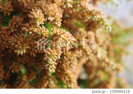 《花粉症イメージ素材》大量のスギ花粉 飛散直前 《花粉症イメージ素材》大量のスギ花粉 飛散直前 130090318