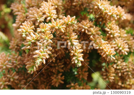 《花粉症イメージ素材》大量のスギ花粉 飛散直前 130090319