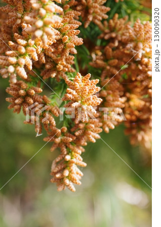 《花粉症イメージ素材》大量のスギ花粉 飛散直前 130090320