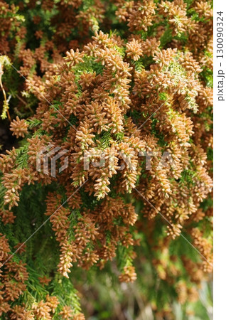 《花粉症イメージ素材》大量のスギ花粉 飛散直前 《花粉症イメージ素材》大量のスギ花粉 飛散直前 130090324