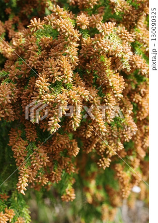 《花粉症イメージ素材》大量のスギ花粉 飛散直前 130090325
