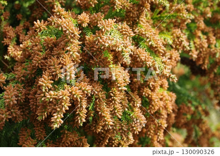 《花粉症イメージ素材》大量のスギ花粉 飛散直前 130090326