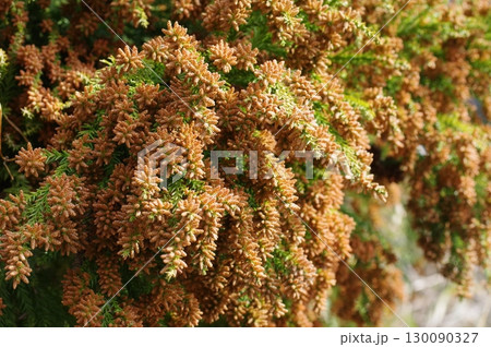 《花粉症イメージ素材》大量のスギ花粉 飛散直前 《花粉症イメージ素材》大量のスギ花粉 飛散直前 130090327