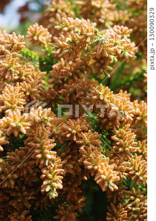 《花粉症イメージ素材》大量のスギ花粉 飛散直前 130090329