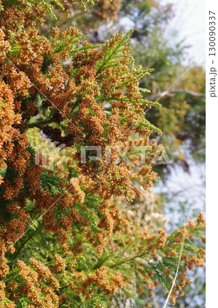 《花粉症イメージ素材》大量のスギ花粉 飛散直前 130090337