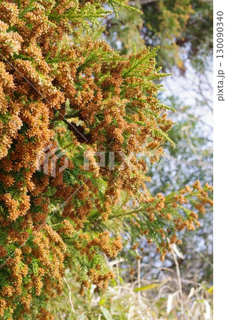 《花粉症イメージ素材》大量のスギ花粉 飛散直前 《花粉症イメージ素材》大量のスギ花粉 飛散直前 130090340