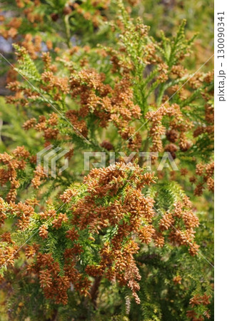 《花粉症イメージ素材》大量のスギ花粉 飛散直前 《花粉症イメージ素材》大量のスギ花粉 飛散直前 130090341
