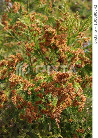 《花粉症イメージ素材》大量のスギ花粉 飛散直前 130090342