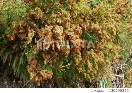 《花粉症イメージ素材》大量のスギ花粉 飛散直前 《花粉症イメージ素材》大量のスギ花粉 飛散直前 130090346