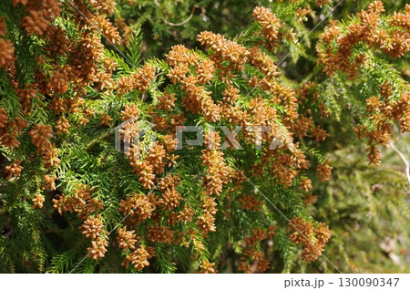 《花粉症イメージ素材》大量のスギ花粉 飛散直前 《花粉症イメージ素材》大量のスギ花粉 飛散直前 130090347