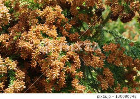《花粉症イメージ素材》大量のスギ花粉 飛散直前 130090348