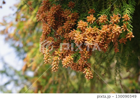 《花粉症イメージ素材》大量のスギ花粉 飛散直前 《花粉症イメージ素材》大量のスギ花粉 飛散直前 130090349