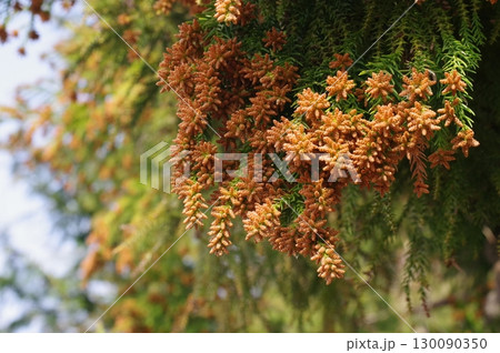 《花粉症イメージ素材》大量のスギ花粉 飛散直前 《花粉症イメージ素材》大量のスギ花粉 飛散直前 130090350