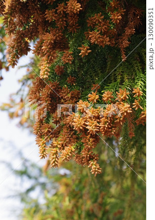 《花粉症イメージ素材》大量のスギ花粉 飛散直前 130090351