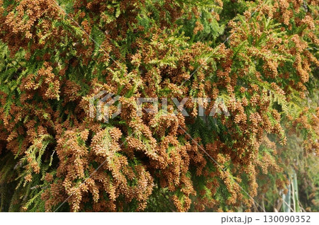 《花粉症イメージ素材》大量のスギ花粉 飛散直前 130090352