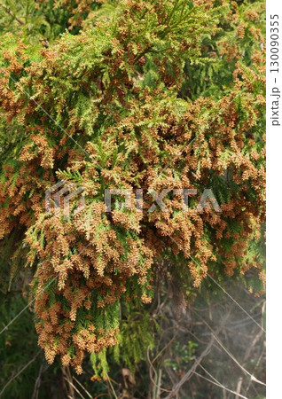 《花粉症イメージ素材》大量のスギ花粉 飛散直前 130090355
