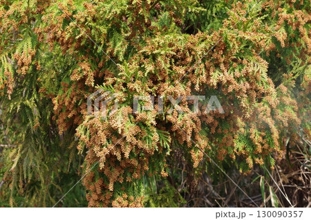 《花粉症イメージ素材》大量のスギ花粉 飛散直前 《花粉症イメージ素材》大量のスギ花粉 飛散直前 130090357