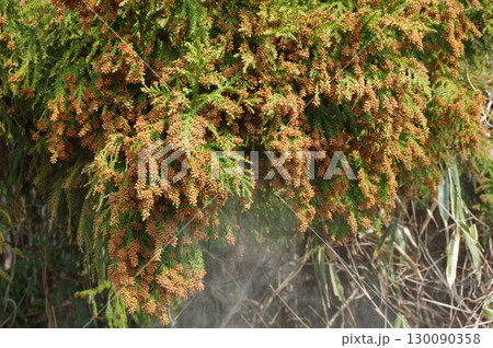 《花粉症イメージ素材》大量のスギ花粉 飛散直前 130090358