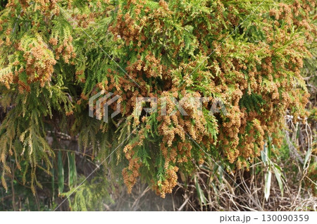 《花粉症イメージ素材》大量のスギ花粉 飛散直前 《花粉症イメージ素材》大量のスギ花粉 飛散直前 130090359