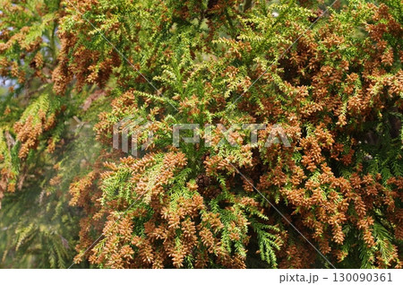 《花粉症イメージ素材》大量のスギ花粉 飛散直前 130090361
