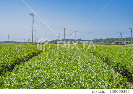 掛川市の吉岡大塚古墳周辺の茶畑の風景(静岡県) 130090393