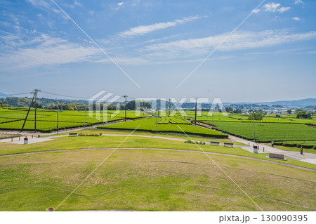 掛川市の吉岡大塚古墳周辺の茶畑の風景(静岡県) 130090395