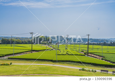 掛川市の吉岡大塚古墳周辺の茶畑の風景(静岡県) 130090396