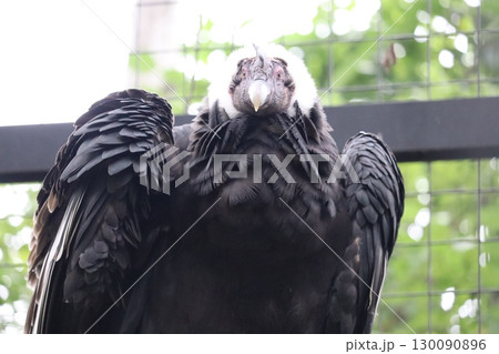 コンドル 130090896