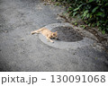 道に寝そべる猫 130091068