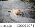 道に寝そべる猫 130091071