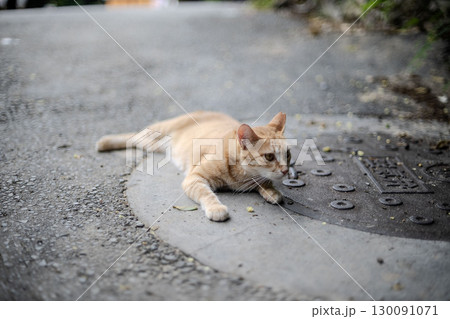 道に寝そべる猫 130091071