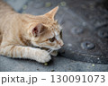 寝転ぶ猫 130091073