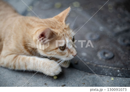 寝転ぶ猫 130091073