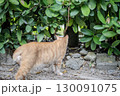 巣穴に帰る猫 130091075