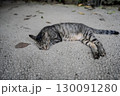 寝転ぶ猫 130091280