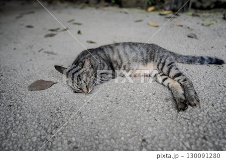寝転ぶ猫 130091280