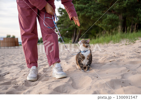Discontent cat demand food and home from owner due to nerves stress on beach walk for first time 130091547