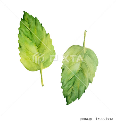 Fresh oregano basil mint sprigs with textured veins. Isolated botanical plant illustration hand drawn in watercolor. Herbal garnish, dessert decor, summer drink and flavor pairing design, aromatherapy 130091548