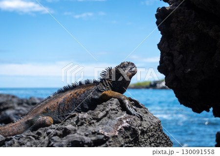 Marine iguana resting on rocks by the ocean, Galapagos 130091558