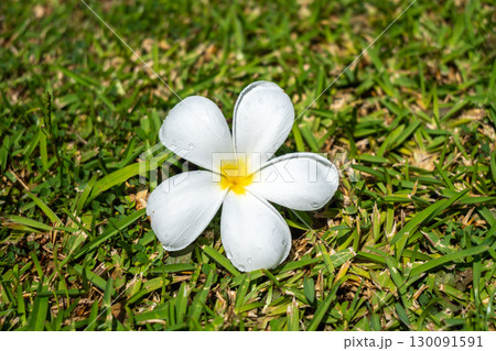 Frangipani Flower on Tahaa Island, French Polynesia Frangipani Flower on Tahaa Island, French Polynesia 130091591