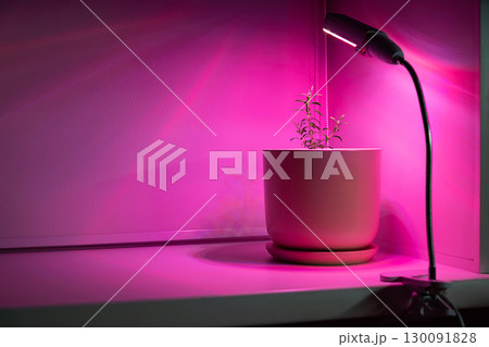 Lavender plant in pot under artificial pink light. Home plant cultivation and growth concept. 130091828