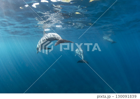 海面を泳ぐ野生のハンドウイルカ達 海面を泳ぐ野生のハンドウイルカ達 130091839