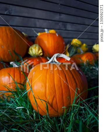Pumpkins resting on grass in front of wooden wall for halloween Pumpkins resting on grass in front of wooden wall for halloween 130092371