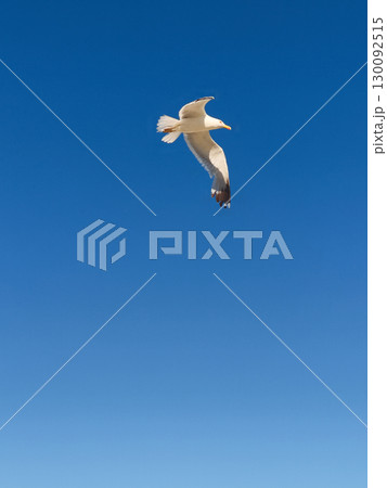 Seagull flying in the blue sky of lignano sabbiadoro 130092515