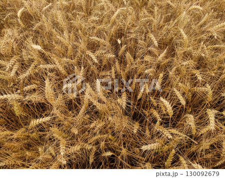 Ripe wheat field in kokorin, czech republic, ready for harvest 130092679