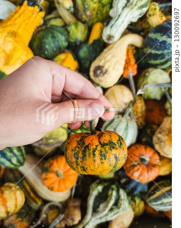 Farmer holding small ornamental pumpkin in hand at harvest time Farmer holding small ornamental pumpkin in hand at harvest time 130092697