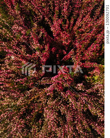 Blooming heather flowers creating a vibrant carpet of pink and purple hues wallpaper 130092701