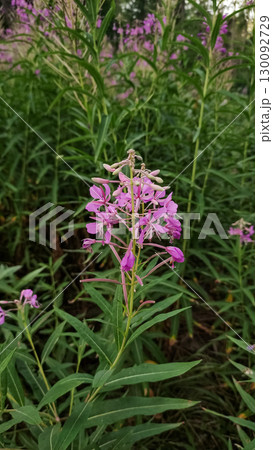 Blooming fireweed in high tatras slovakia, wildflowers in the mountain landscape 130092729