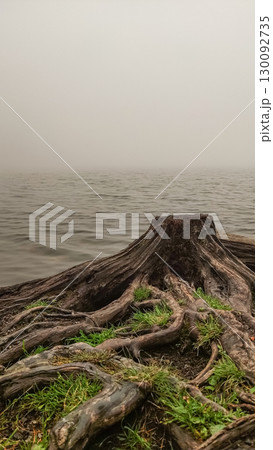 Large tree stump emerging from foggy strbske pleso lake in slovakia Large tree stump emerging from foggy strbske pleso lake in slovakia 130092735